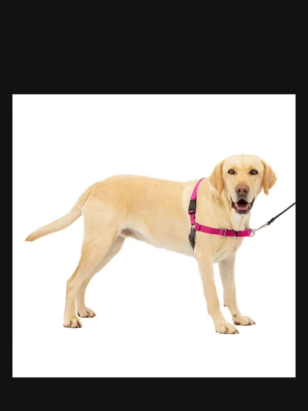 PetSafe Easy Walk Dog Harness, Raspberry/Gray, Medium/Large